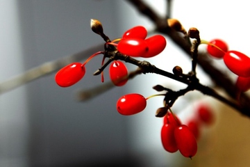 重阳节有什么传统食物