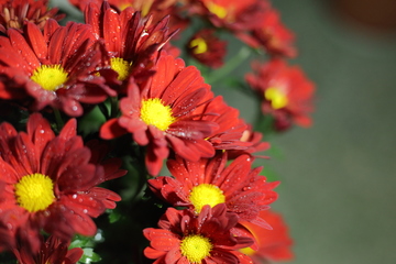 重阳节是登高节吗