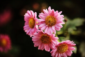 重阳节是登高节吗