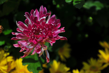 重阳节是什么季节