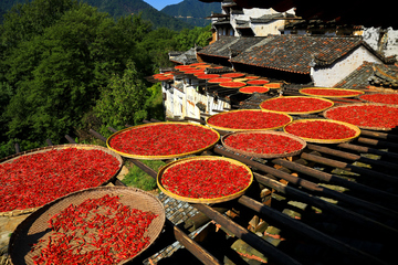 重阳节的节日文化