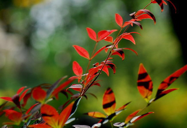 重阳节象征着什么