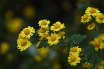 重阳节是指农历的哪一天