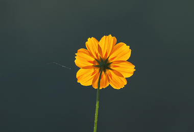 重阳节是什么样的节日