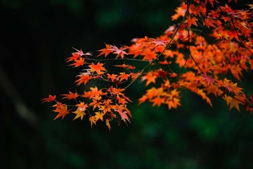 重阳节应该怎么过