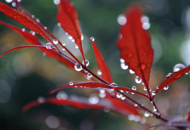 为什么过重阳节