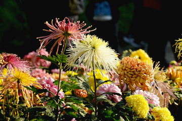 重阳节登高的来历