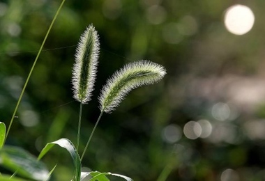 关于九九重阳节