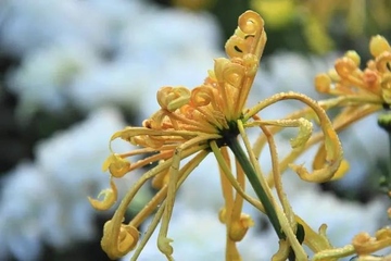 重阳节是哪里的节日