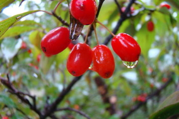 重阳节插茱萸的寓意