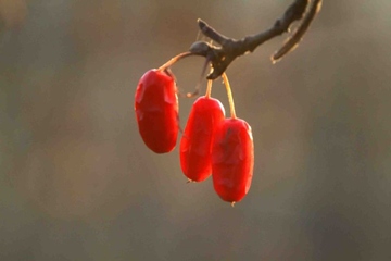 重阳节插茱萸的寓意