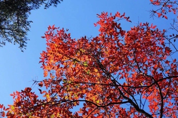 重阳节也叫什么节