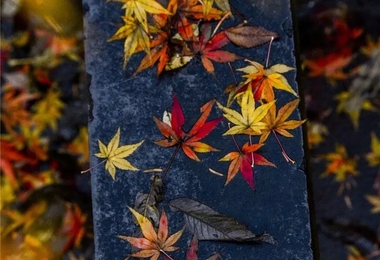 重阳节的那一天