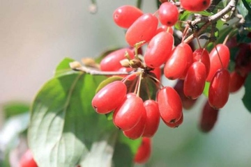 关于重阳节的食物