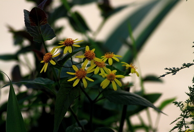 重阳节登高