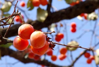 重阳节该干什么