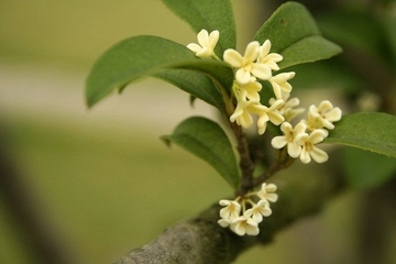 重阳节送什么花合适