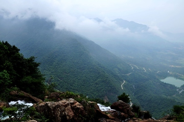 重阳节送什么花合适