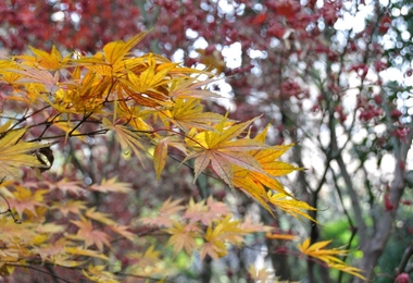 重阳节干什么的