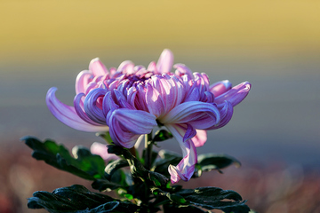 重阳节是干嘛的节日