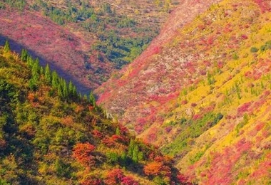 重阳节特色