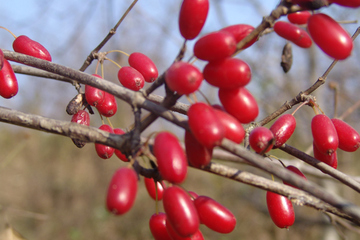 重阳节插茱萸吗