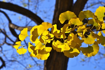 重阳节还叫什么