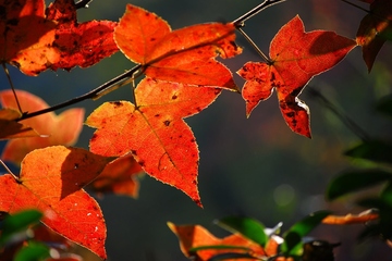 重阳节是谁的节日