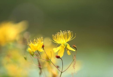 重阳节要过吗