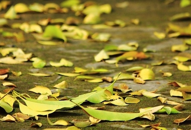 重阳节传统