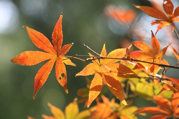 重阳节是在哪个季节