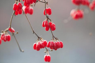 重阳节有何别称