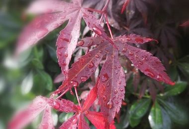 重阳节的诗文