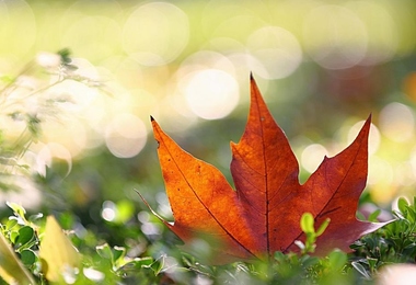 重阳节 老年节