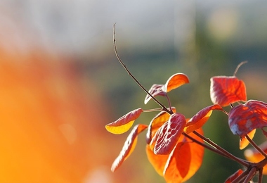 重阳节什么节