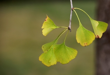 重阳节什么节