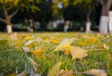 重阳节什么节