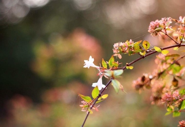 重阳节节日介绍