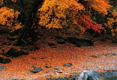 重阳节节日介绍