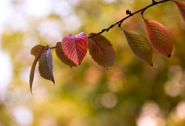 重阳节节日介绍