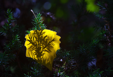 重阳节可以干啥