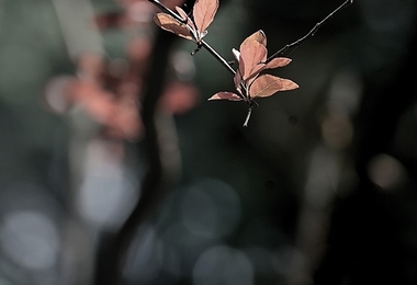 重阳节什么来历