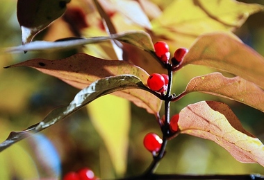 重阳节古诗词