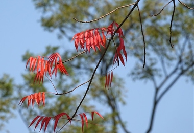 什么是重阳节呢