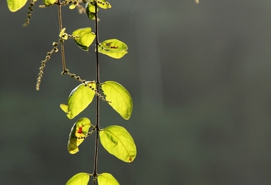 重阳节在什么时间