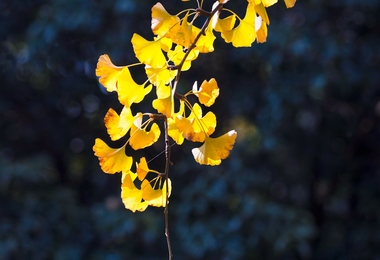 重阳节也叫什么节日