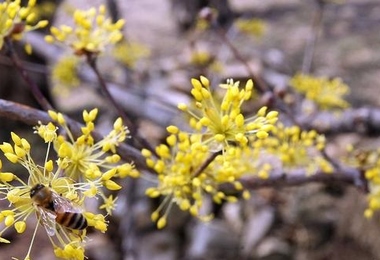 重阳节由来