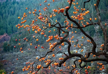 九九重阳节做什么