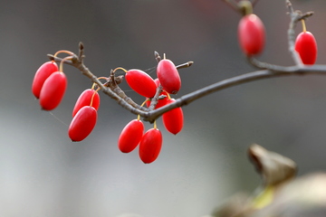 重阳节民俗