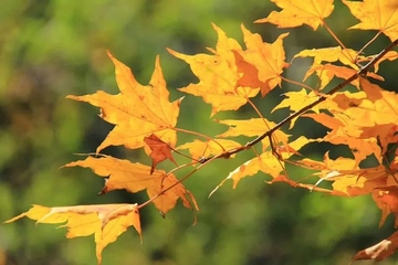 重阳节赏菊的意义